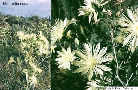 mentzelia, naked